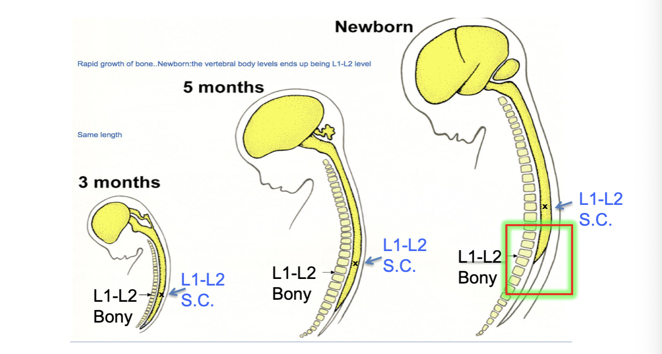 <p>differential growth rates: spinal cord stops growing but vertebral column keeps growing</p>