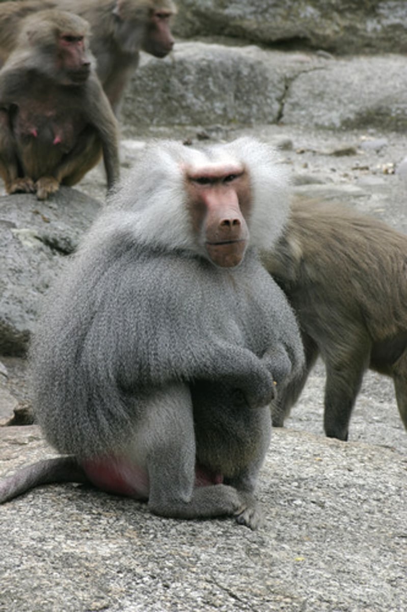 <p>A- investigate the impact of social hierarchy on stress and health in wild olive baboons, focusing on the physiological effects of chronic social stress.</p><p>M-</p><p>Longitudinal case study and natural experiment of a single baboon population in Kenya.</p><p>Observation of baboon behavior using point sampling to avoid bias.</p><p>Males were anesthetized using blow darts at the same time daily; blood samples taken immediately to measure cortisol levels.</p><p>Mainly males were studied to avoid risks to pregnant/lactating females.</p><p>R-</p><p>Subordinate males had significantly higher cortisol levels than dominant males.</p><p>Long-term high cortisol linked to hypertension, high cholesterol, atherosclerosis, suppressed immune and reproductive function, and increased miscarriage risk in females.</p><p>C-</p><p>Social hierarchy plays a significant role in chronic stress and health outcomes.</p><p>Baboons offer a valid animal model for understanding human stress related to social structures.</p><p>Evaluation:</p><p>-The use of wild baboons increases ecological validity by eliminating artificial lab conditions.</p><p>-Method triangulation boosts the credibility of the findings.</p><p>-Limited generalizability to humans: human hierarchies are more fluid, and human stress responses may differ.</p><p>-Low internal validity due to lack of control over extraneous variables (e.g., hierarchy stability).</p><p>-Alpha males in unstable hierarchies may also show high cortisol, complicating conclusions.</p><p>-Personality factors might influence stress levels—unclear if low cortisol leads to high status or vice versa.</p><p>-Findings are correlational, so causality cannot be determined due to bidirectional ambiguity.</p>