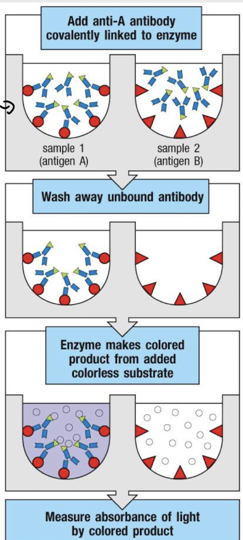<p><strong>It relies on the specificity of antibodies for antigens</strong>, detected through enzyme-linked antibodies that <u>generate a measurable colour change </u><strong>proportional to antigen concentration.</strong></p>