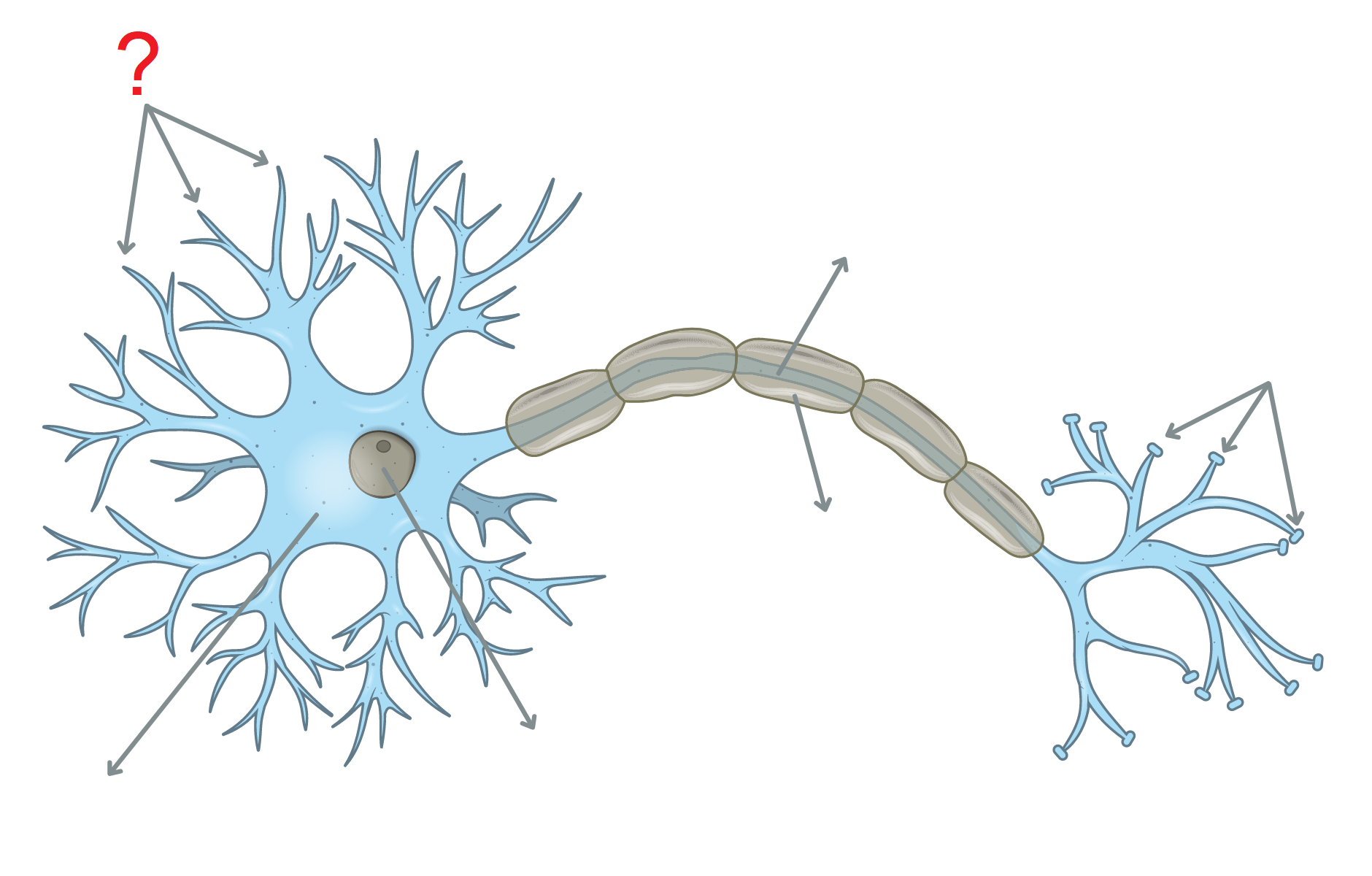 <p><span style="background-color: transparent;">De nombreux <strong>prolongements ramifiés</strong>,&nbsp;<strong>structure réceptrice</strong> du neurone. Font partie du </span><span>corps cellulaire (SOMA / péricaryon)</span></p>