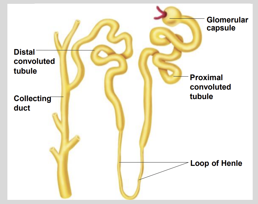 <ul><li><p>Bowman’s Capsule</p></li></ul><p></p>