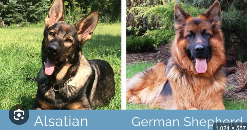 <p><span>Alsatian (al-say-shuns)</span></p>