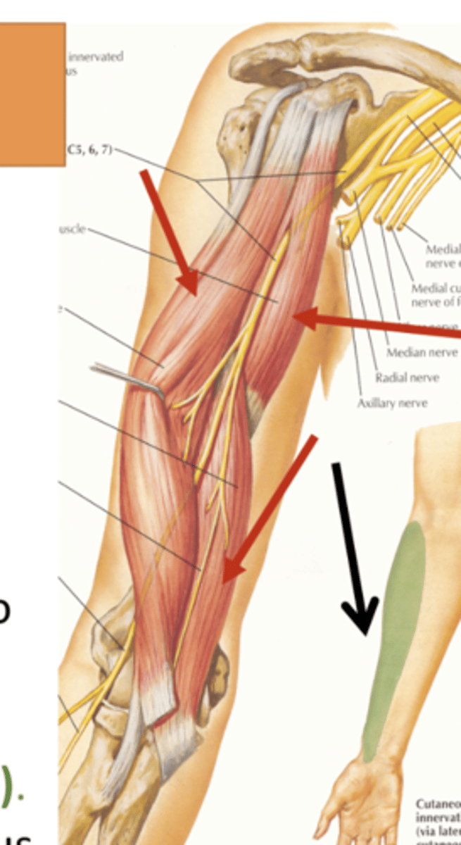 <p>THREE</p><p>a. Coracobrachialis</p><p>b. Biceps brachii</p><p>c. Brachialis</p>