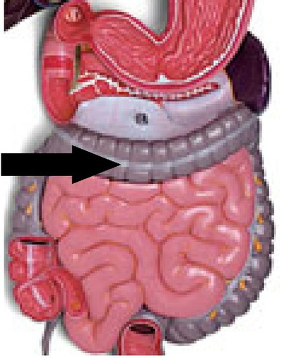 <p>muscle along</p>