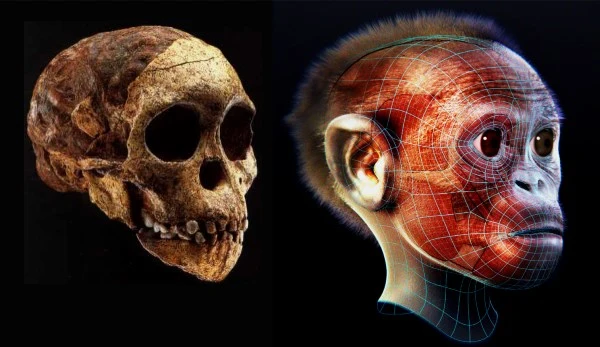 Taung Child