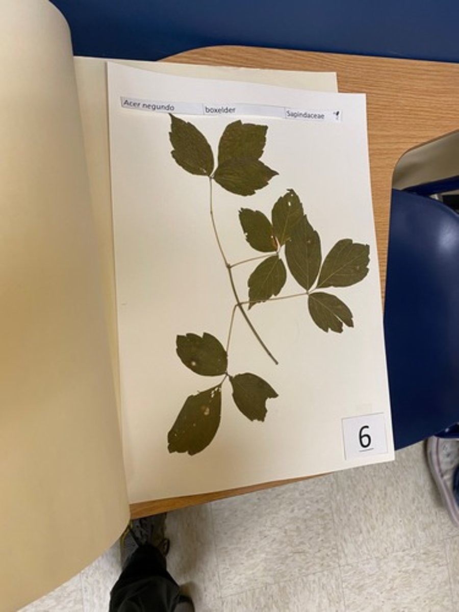 <p>Acer negundo (Sapindaceae)</p>