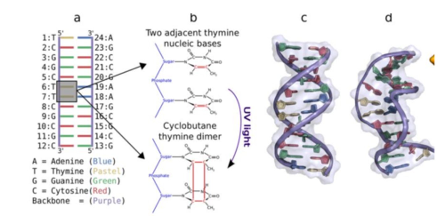 <p>What is the specific molecular lesion formed by UV radiation that is depicted in the slides?</p>