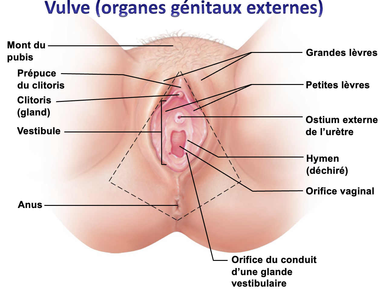 <p>c’est quoi le périnée ?</p>