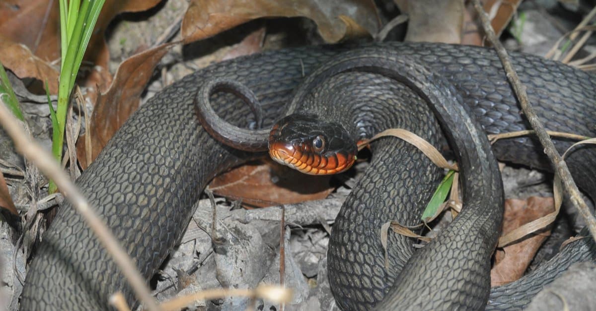 <p>Copper belly water snake</p>