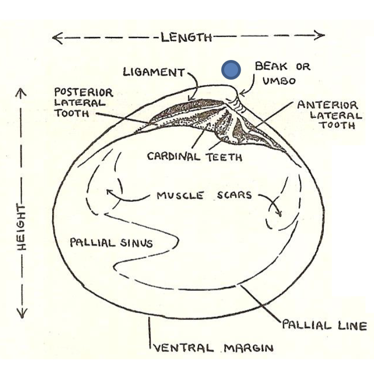 <p><span><span>Umbo, hinge, anterior end, posterior end, dorsal margin, ventral margin, growth lines</span></span></p>