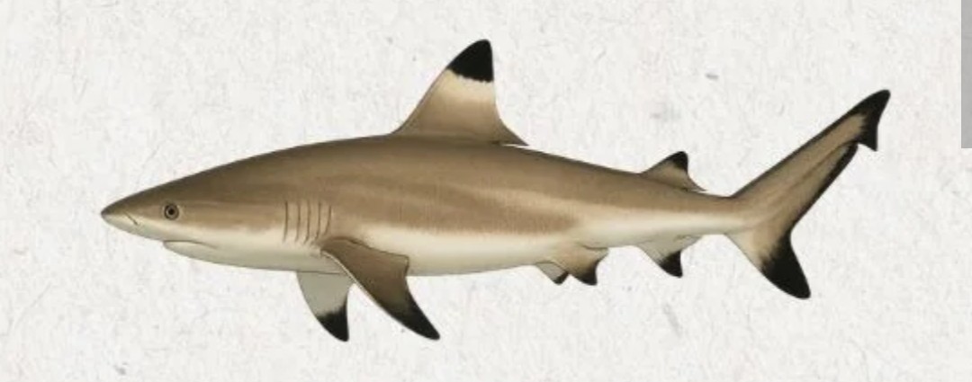 <p class="has-focus">Carcharhinidae family</p><p class="has-focus">Eats small reef fishes and invertebrates</p><p>Light brown with large black marks on the first dorsal fin and lower tail tips; no interdorsal ridge</p>