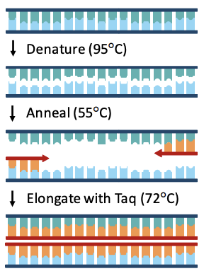 **Artificial** method of replication used to rapidly **amplify DNA sequences.** Involves three key steps (which are repeated):

* **Denaturation** – Heat separates strands (no helicase).
* **Annealing** – Primers designate copying sequence.
* **Elongation** – Taq polymerase copies the sequence