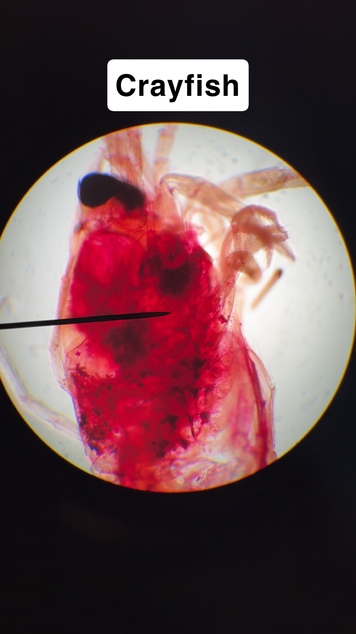 <p>Crayfish</p>