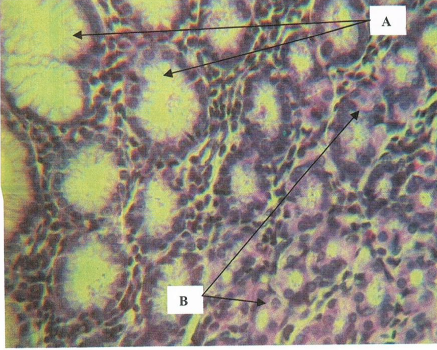 <p>Identify the structure</p>