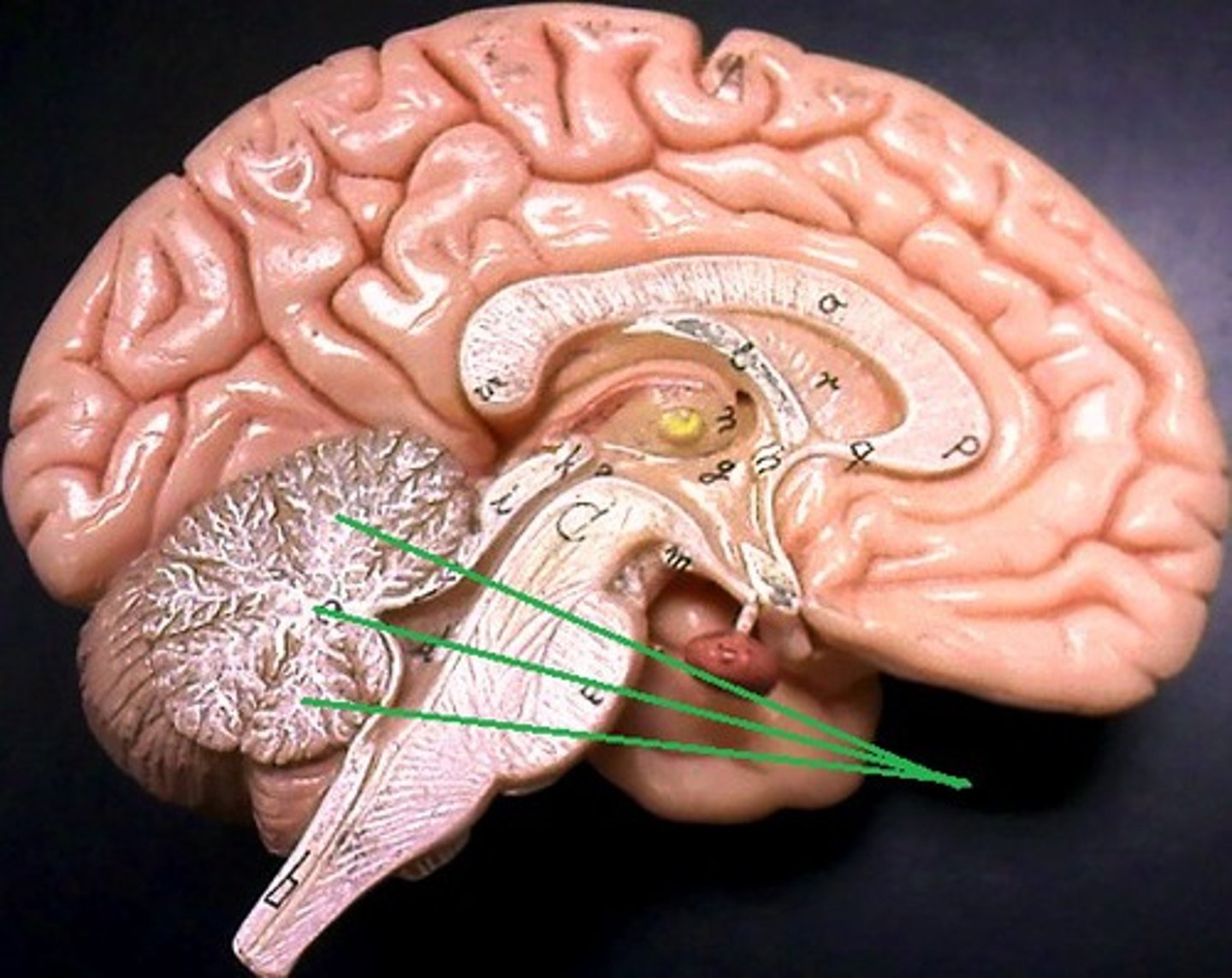 <p>white matter of the cerebellum</p>