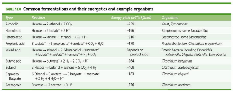<p>What are the different fermentations?</p>