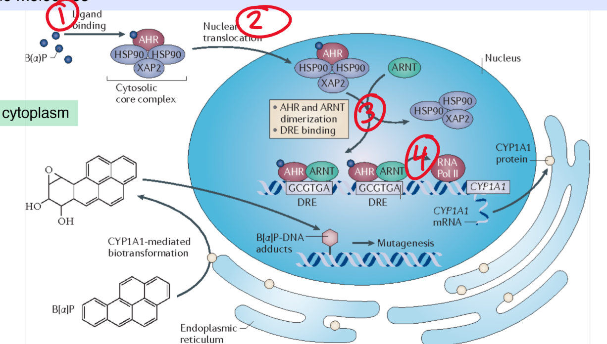 <p>AHR= Aryl hydrocarbon receptor</p><p></p><p>1)Binding of inducer ligand to the cytosolic receptor</p><p></p><p>2)Translocation of the ligand receptor complex to the nucleus via pore protein</p><p></p><p>3)Binding of AhR complex to  a transcription factor (ARNT) that binds to a DNA sequence specific response element (DRE or XRE) upstream of CYP1A1 and other genes</p><p></p><p>4)DNA binding recruits RNA polymerase which increases transcription and the number of enzyme molecules</p>