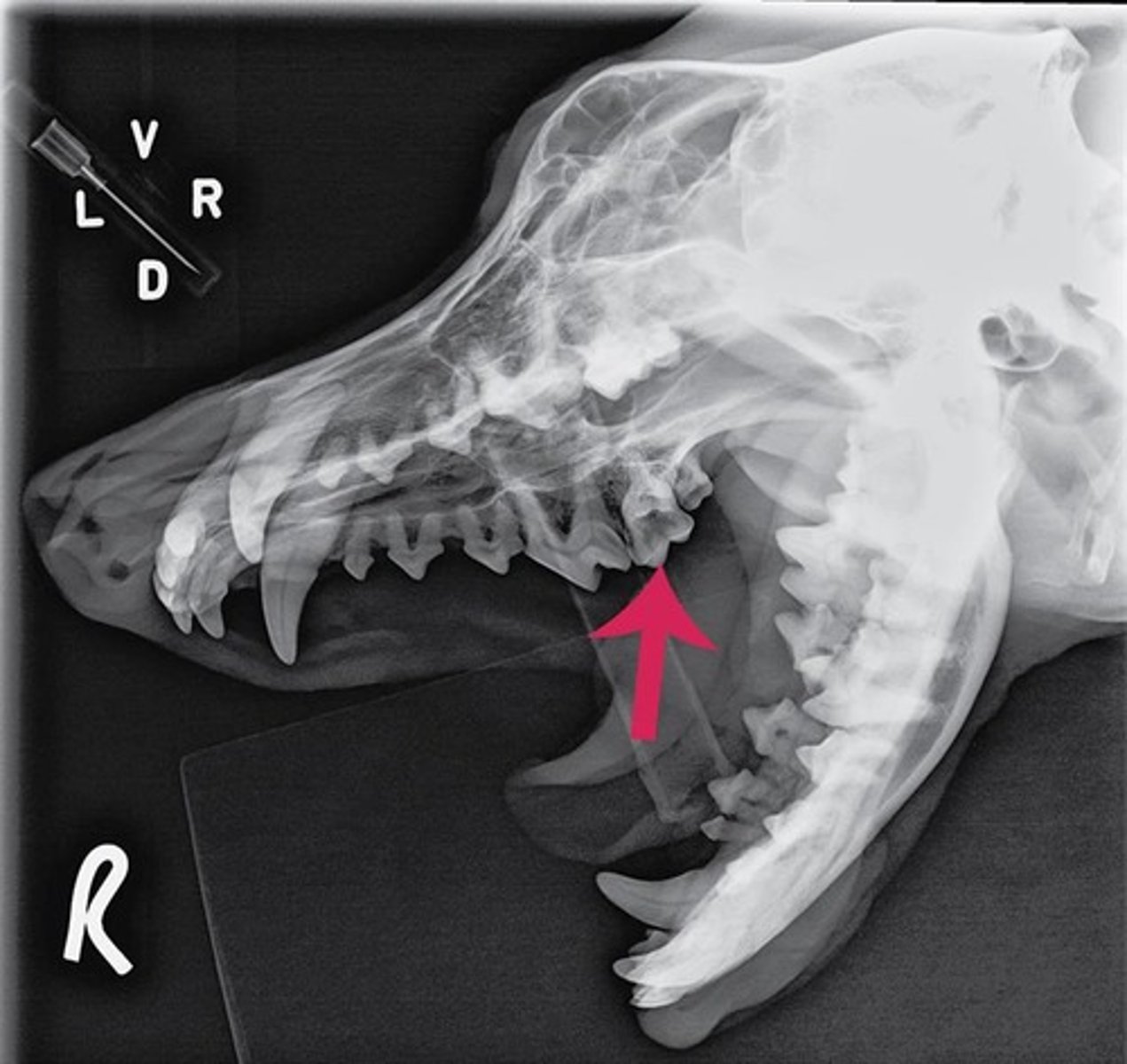 <p>Identify the type of tooth indicated by the arrow.</p>