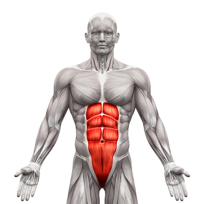 Identify what muscle this is