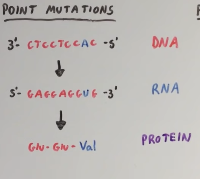 <ul><li><p>When one of our DNA bases is replace by another </p></li></ul><p></p>