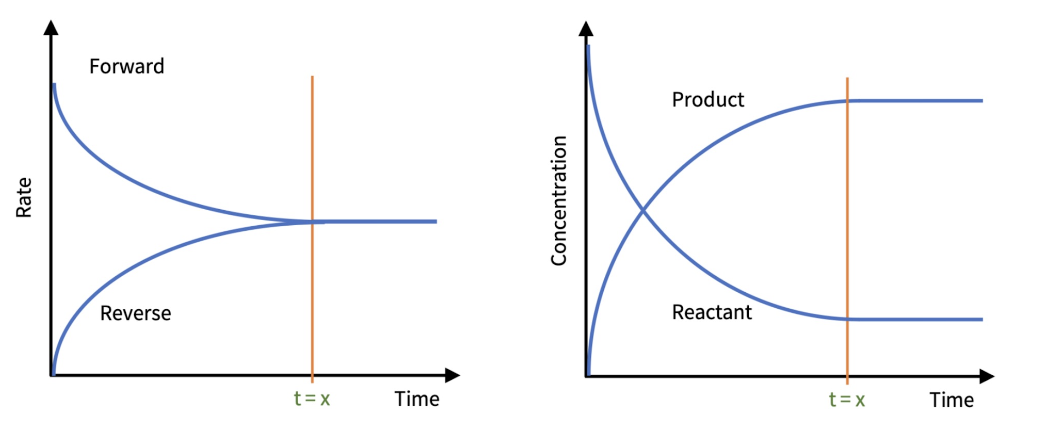 <p>Explain why the <em>forward</em> curve is above the <em>reverse </em>curve at the start. </p>