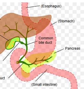 <p>_______ from the gallbladder unites with the common hepatic duct to form the bile duct</p>