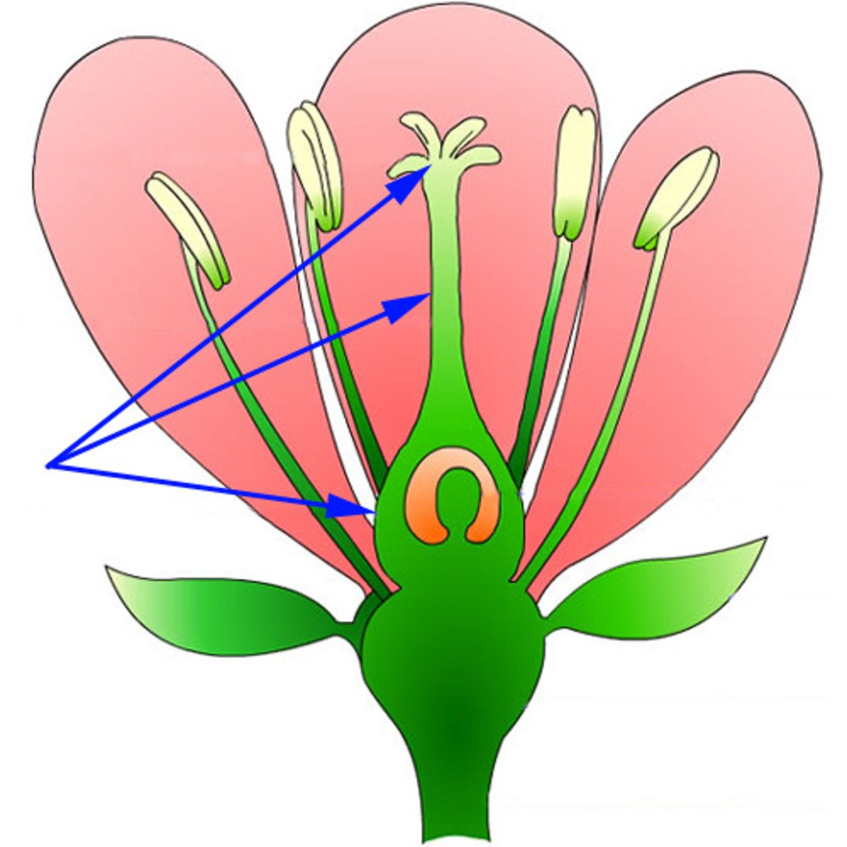 <p>stigma, style, ovary</p>