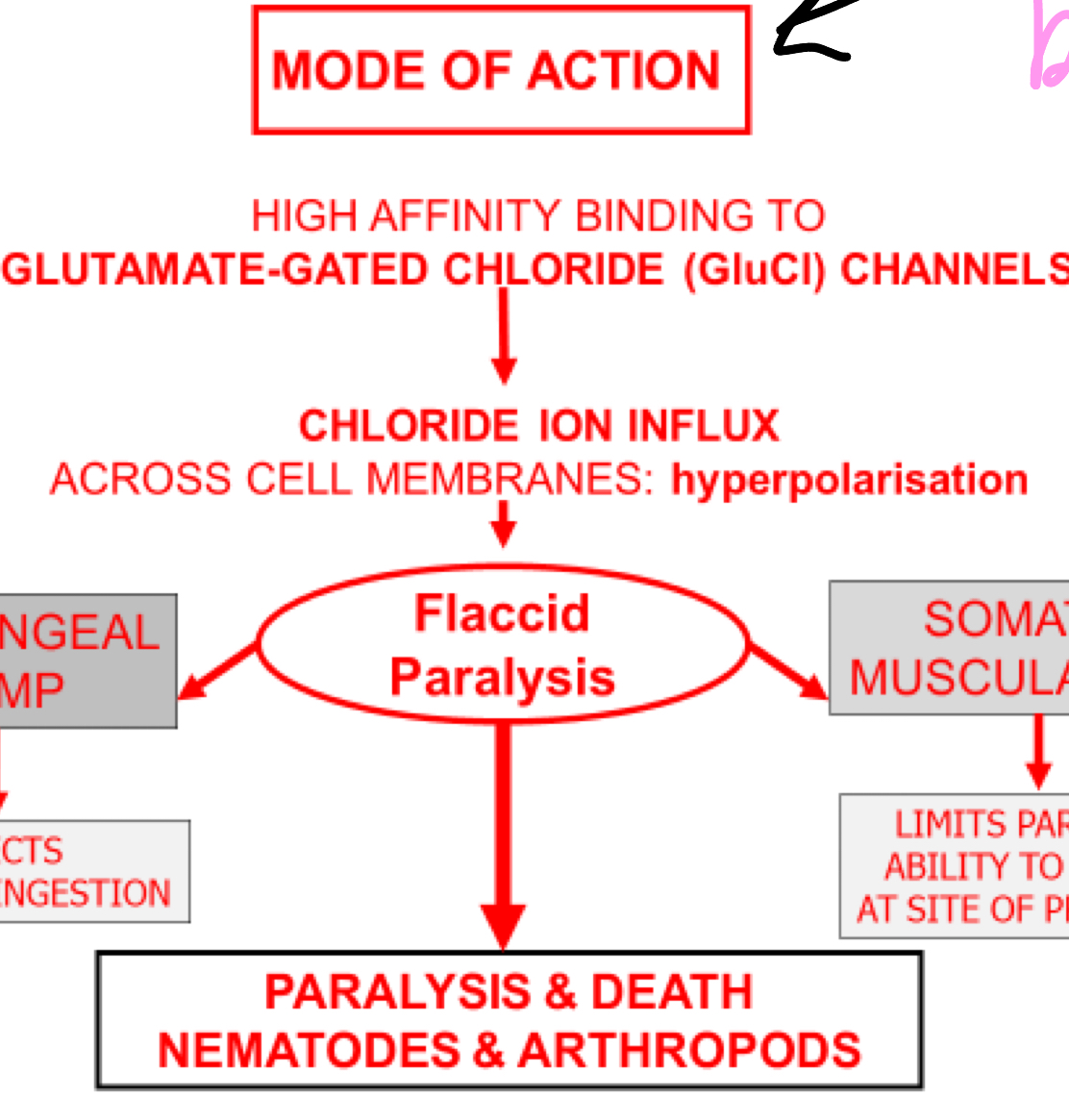<ul><li><p>Macrocyclic lactones</p></li></ul><p></p>