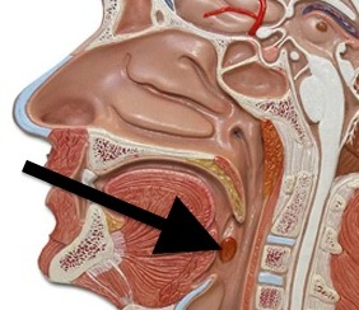 <p>paired lateral masses of lymphatic nodules at the border between the oral cavity and the oropharynx</p>