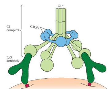 <p>part of the specific immune response as it relies on antibodies to initiate it</p><p>C1 becomes activated when it binds to the ends of the antibodies</p>