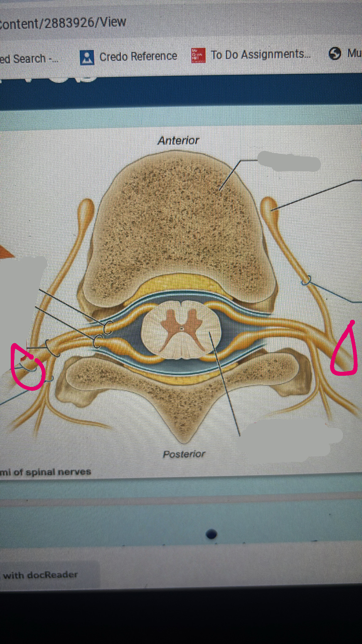 <p>fibers to and from anterior side of body and or upper and lower limbs </p>