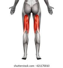 <p>posterior thigh </p>