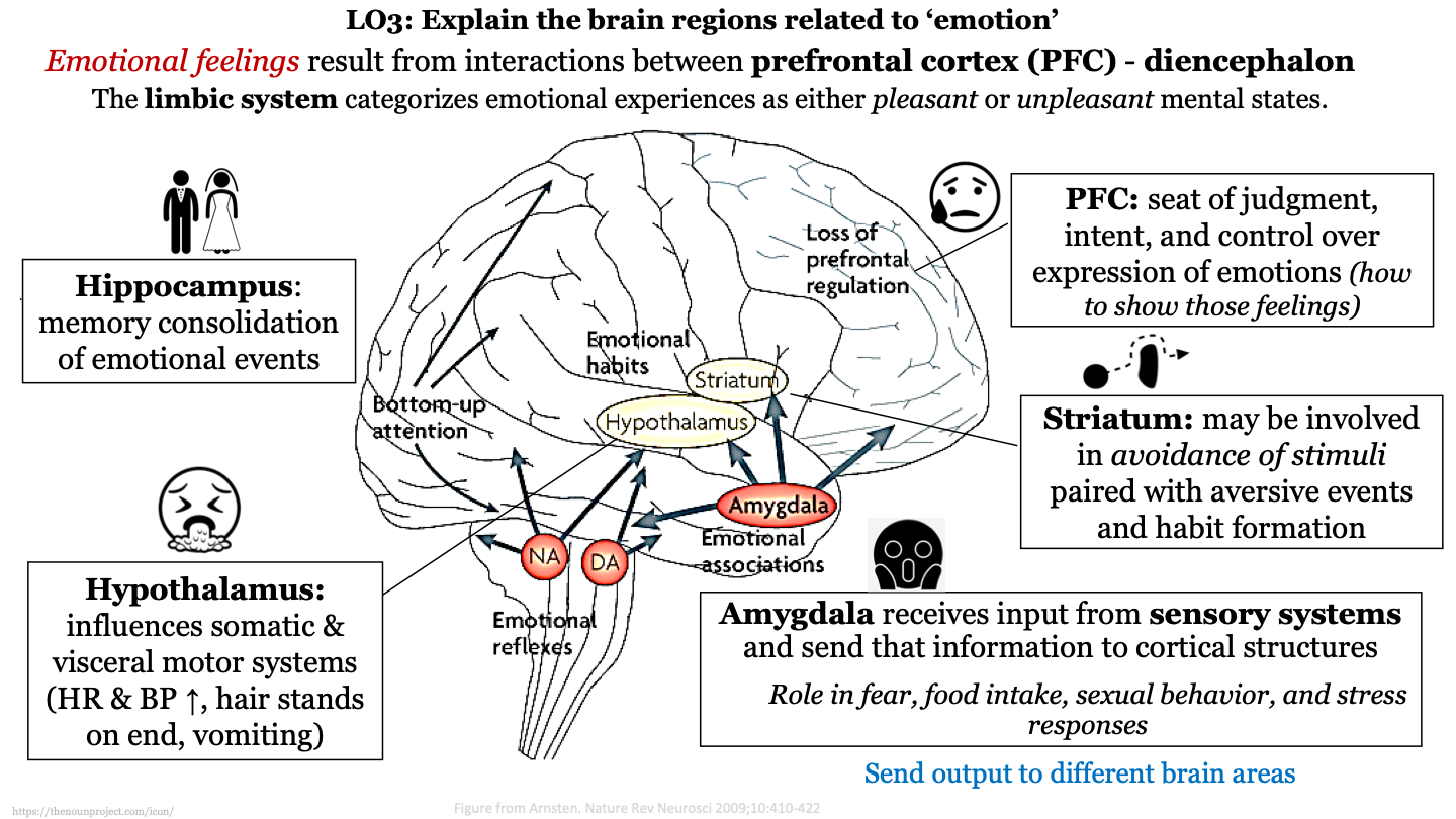 may be involved in avoidance of stimuli paired with aversive events and habit formation