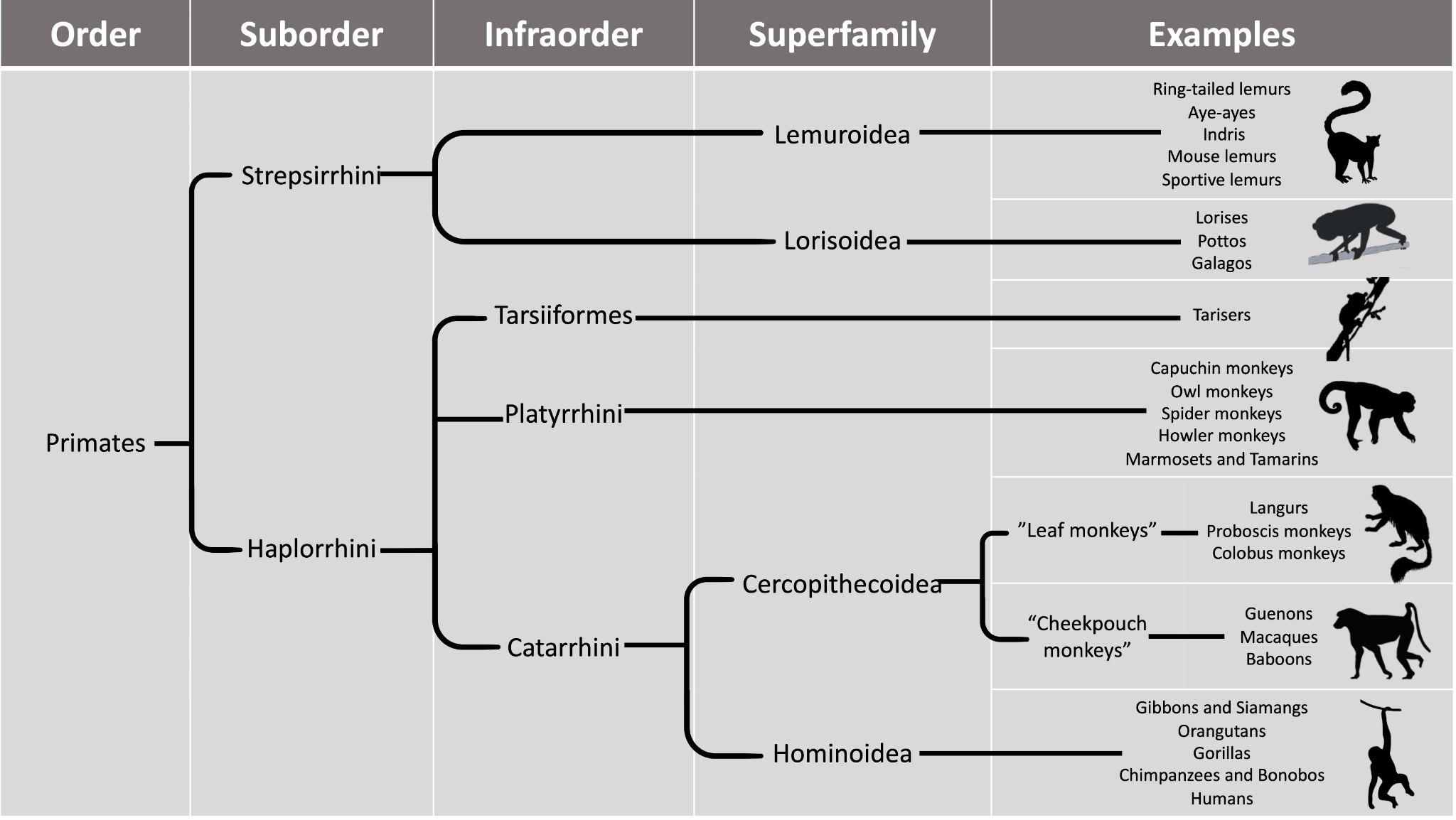 <p>denotes not only the hierarchical clustering of organisms, but should also reflect their evolutionary relationships with other organisms</p>