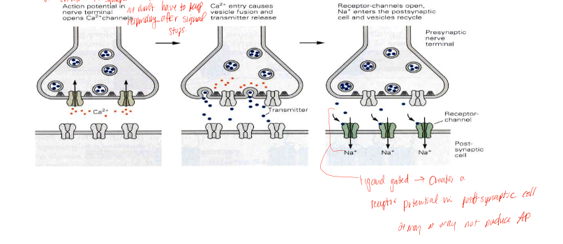 <ul><li><p>triggered by Ca2+ release from the presynaptic membrane, starts a signaling cascade</p></li><li><p>released in quanta (discrete increments) </p></li><li><p>vesicles bind to plasma membrane bc of calcium and release NT into the cleft by exocytosis (vesicle is recycled)</p></li><li><p>NT removed from synapse either through enzyme degradation or reuptake (glial cells)</p></li></ul><p></p>