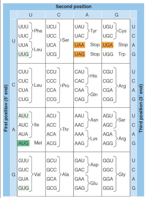 <p>AUG codes for N-formylmethionine (fMet) in prokaryotes or methionine (Met) in eukaryotes - start code</p><p>three stop signals - important for non-natural proteins</p><p>redundant</p>