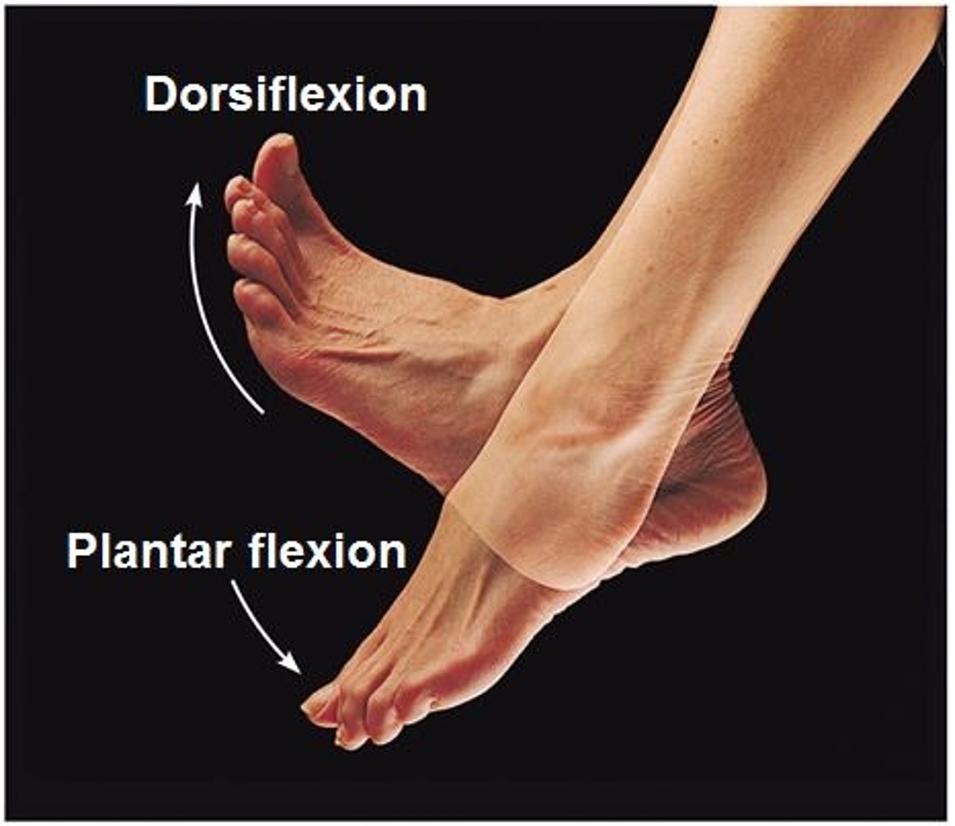 <p>bends the foot downward at the ankle, toes down</p>