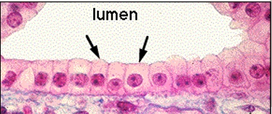 <p>rim - hematoxilina de ehrlich laranja G </p>
