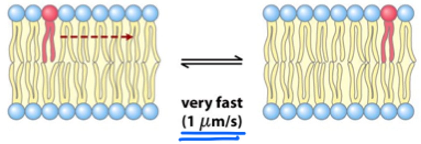 <p>phospholipids in the membrane are able to move sideways between other phospholipids</p>
