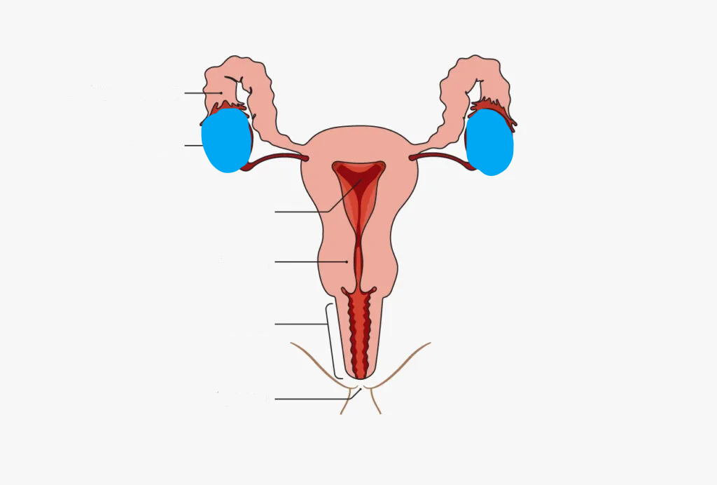 <p>What part of the Female reproductive system is this?</p>