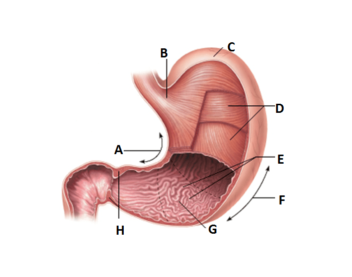 <p>E?</p>