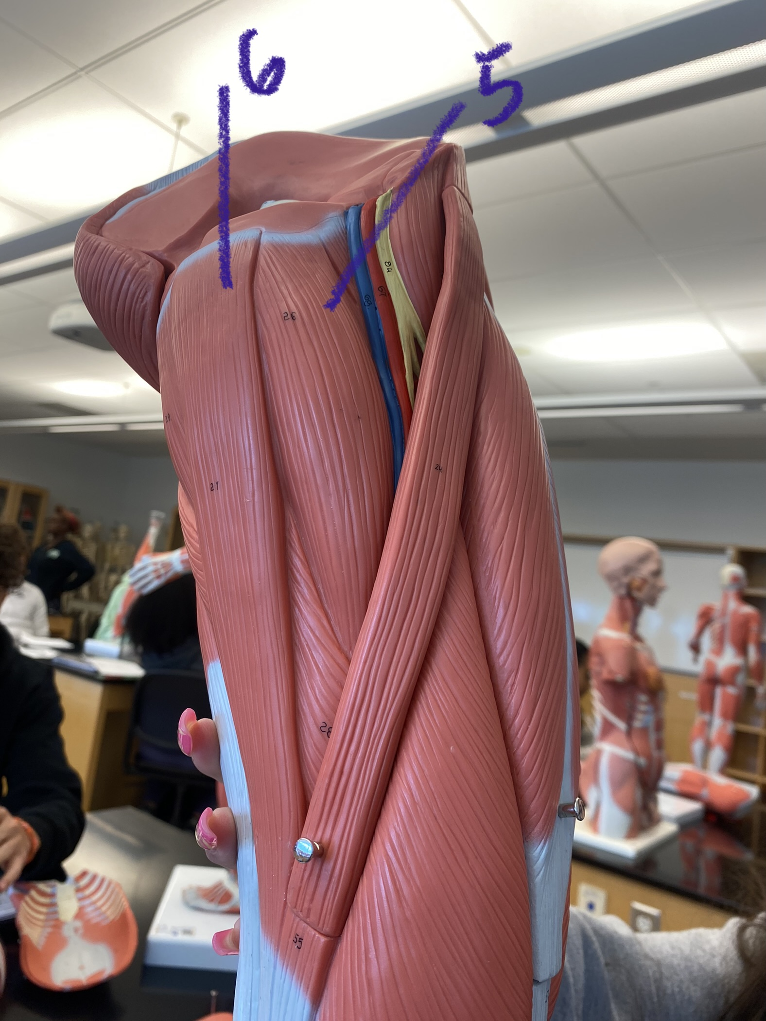 Muscle on thigh and leg: quadriceps #5