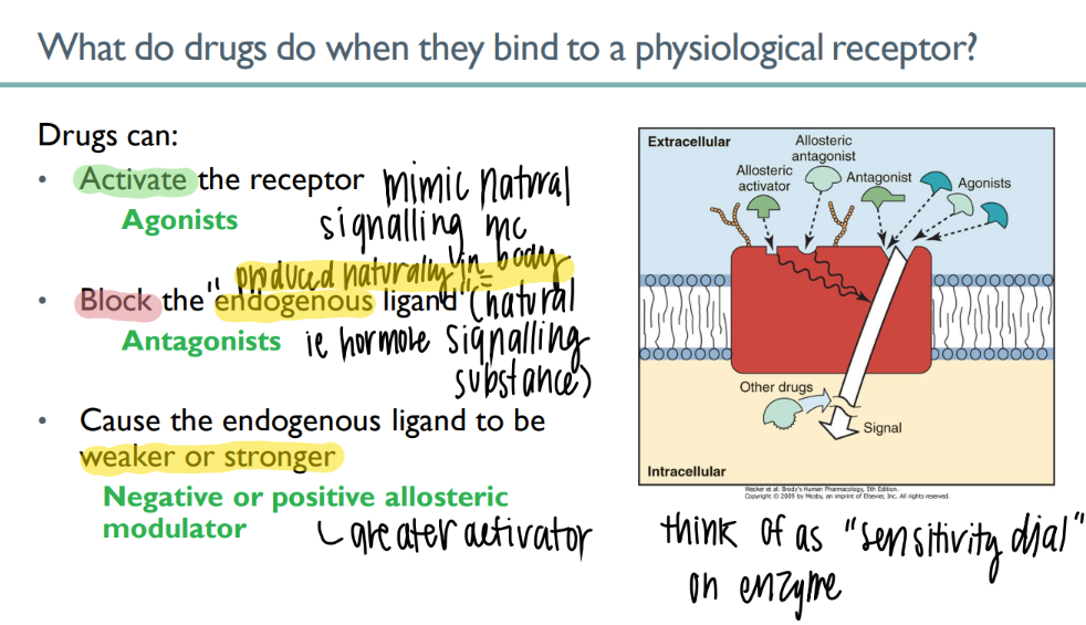 <p>BLOCKS naturally-occuring body-made ENDOGENOUS ligand </p>