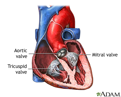 <p><span>heart valve that lies between the left atrium and the left ventricle to support one-directional blood flow through the heart</span></p>