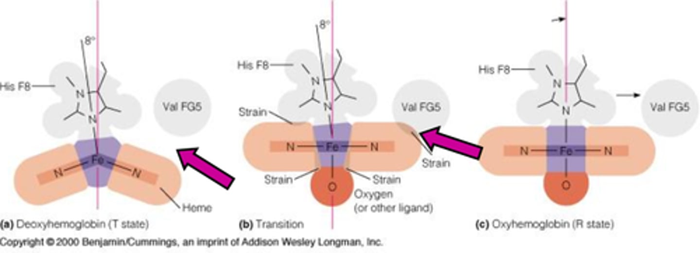 <p>Relationship of His F8 and neighboring Val to heme in deoxyhemoglobin demonstrate the change in conformation associated with the T to R transition – change in secondary structure causes a change in tertiary</p>