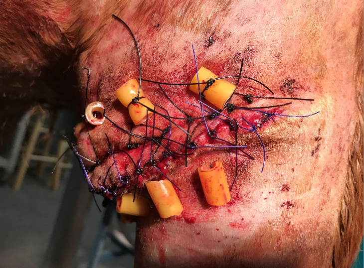 <p>release incisions</p><p>walking sutures</p><p>tension relieving suture patterns</p><ul><li><p>± use of stent</p></li><li><p>± combo patterns</p></li><li><p>skin tension lines</p></li></ul><p></p>