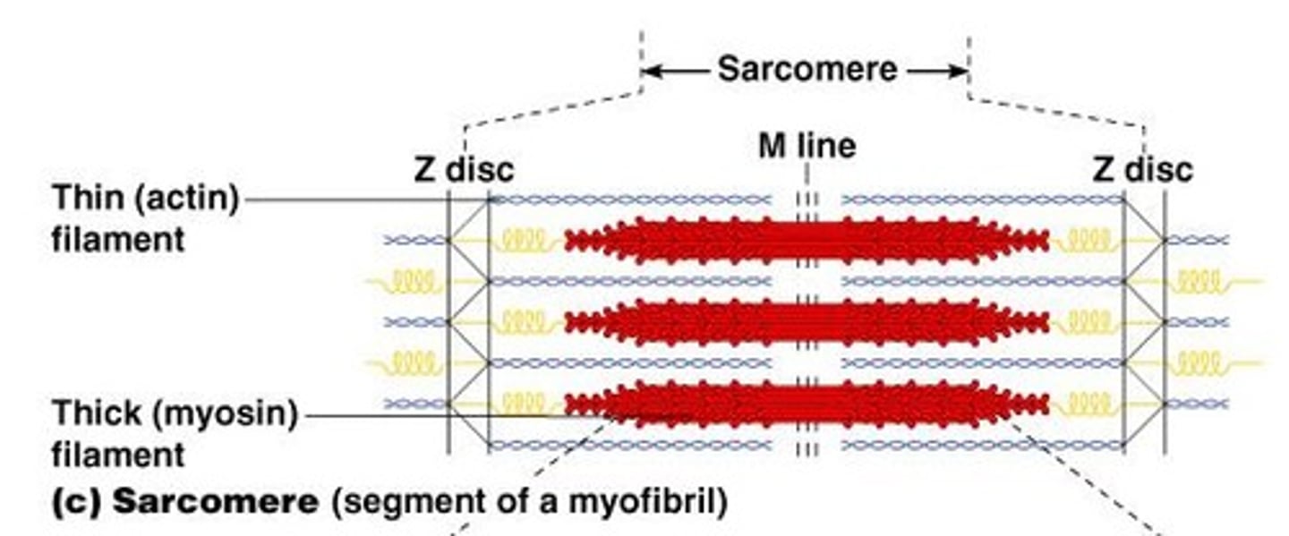 <p>Contractile unit of a muscle fiber.</p>