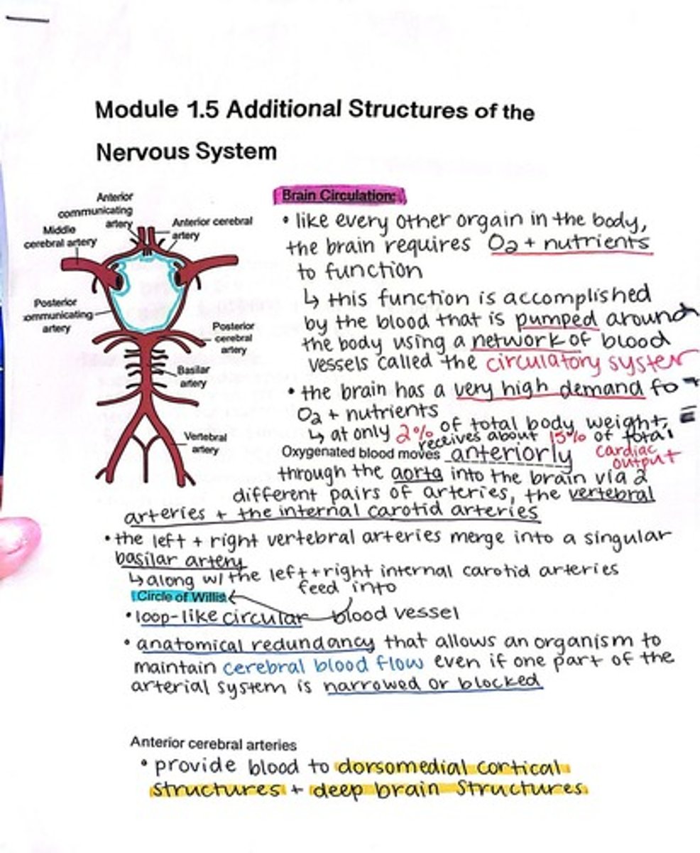 <p>The vertebral arteries and the internal carotid arteries.</p>