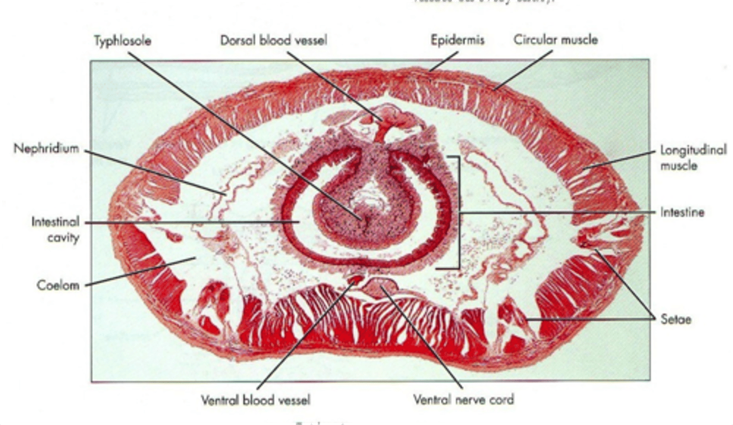 knowt flashcard image