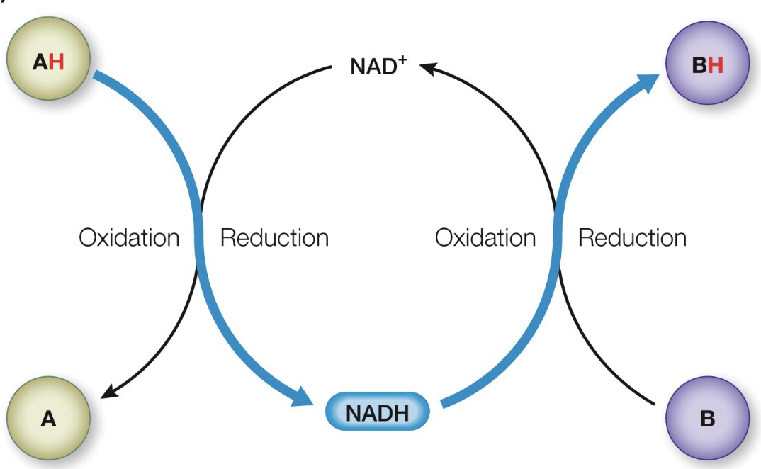 <p>they pass H+ and their associated e-</p>